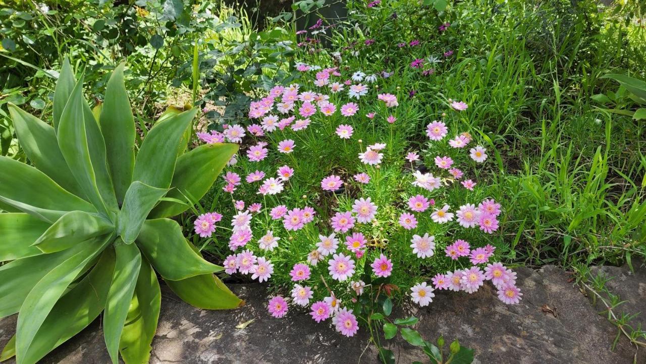 Gowrie Agapanthus Homestay Singleton
